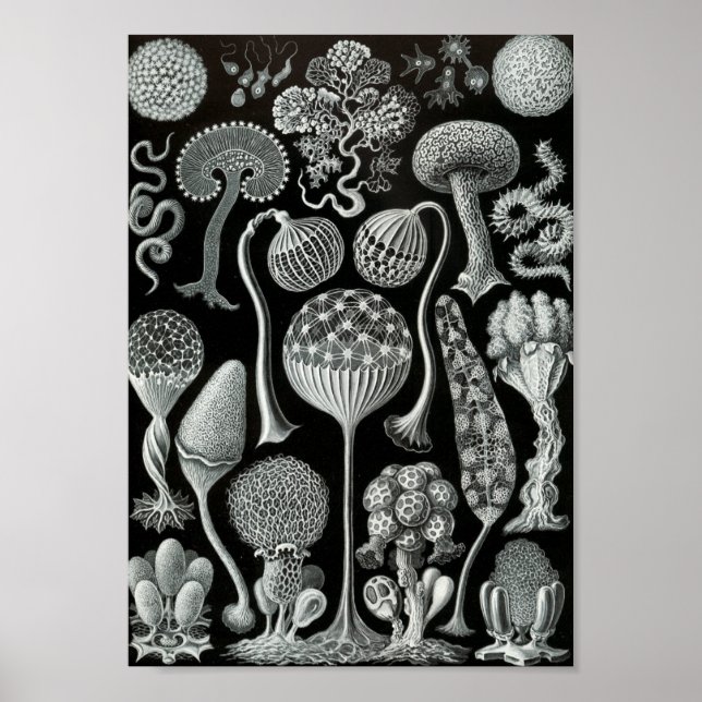 Ernst Haeckel Art Sea Life 11" x 8,5 Poster (Framsidan)