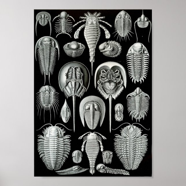 Ernst Haeckel Art Sea Life 11" x 8,5 Poster (Framsidan)