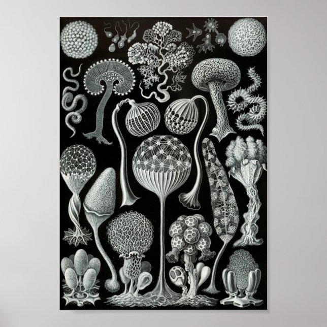 Ernst Haeckel Art Sea Life 11" x 8,5 Poster (Framsidan)