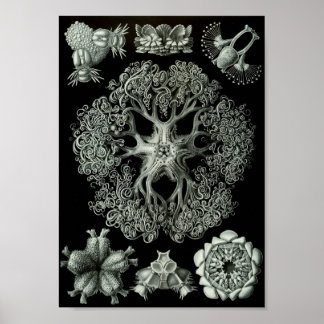 Ernst Haeckel Art Sea Life 11" x 8,5 Poster