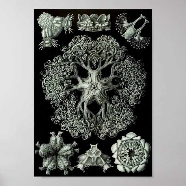 Ernst Haeckel Art Sea Life 11" x 8,5 Poster (Framsidan)