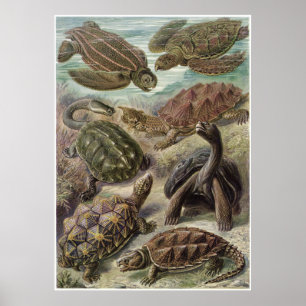 Ernst Haeckel Art Skriv ut: Chelonia Poster