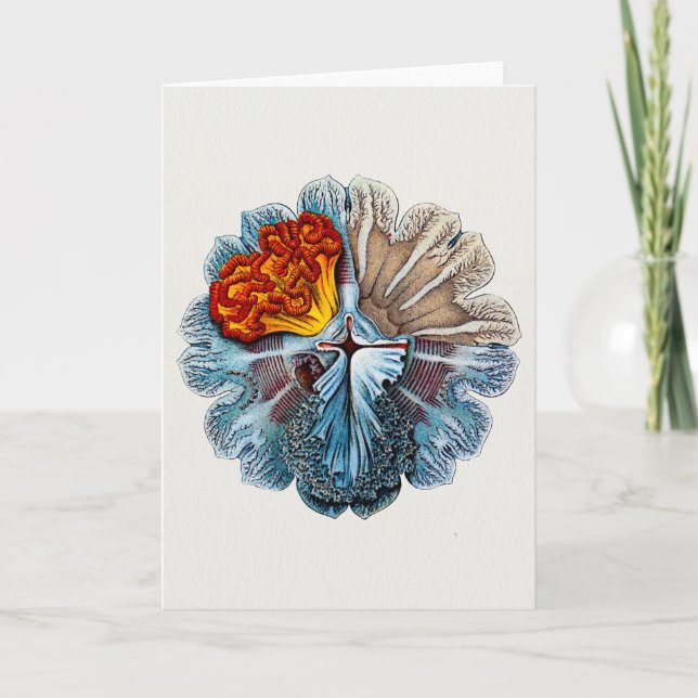 Ernst Haeckel Artforms of ature Greeting Card Helgkort (Framsida)
