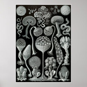 Ernst Haeckel Artforms of ature Print Poster
