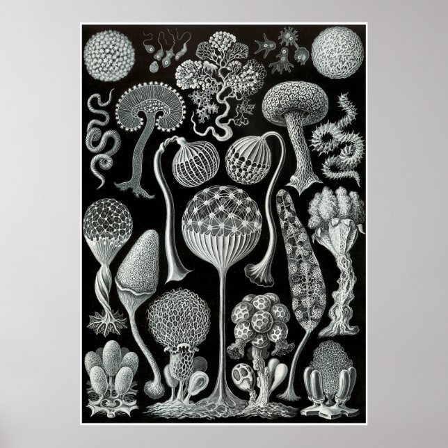 Ernst Haeckel Artforms of ature Print Poster (Framsidan)