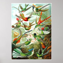 Ernst Haeckel Artforms of ature Print Poster