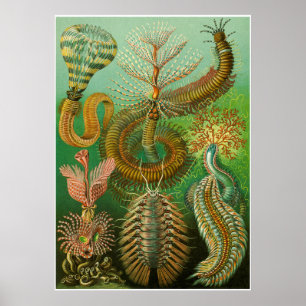 Ernst Haeckel Artforms of ature Print Poster