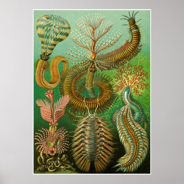 Ernst Haeckel Artforms of ature Print Poster (Framsidan)
