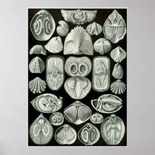 Ernst Haeckel Artforms of ature Print Poster