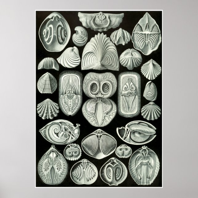 Ernst Haeckel Artforms of ature Print Poster (Framsidan)