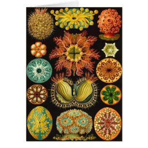 Ernst Haeckel - Ascidiae Hälsningskort