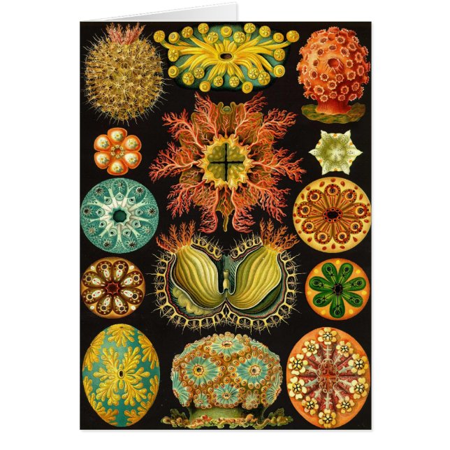 Ernst Haeckel - Ascidiae Hälsningskort (Framsidan)