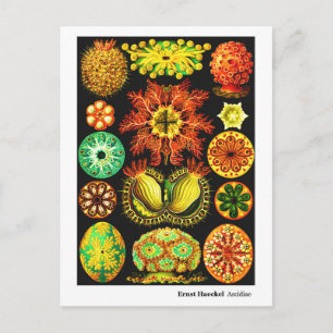 Ernst Haeckel Ascidiae Meddelande Vykort