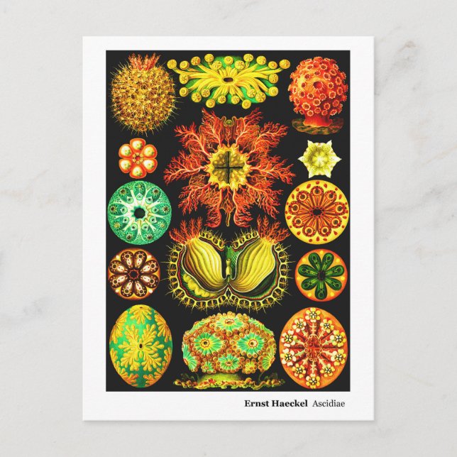 Ernst Haeckel Ascidiae Meddelande Vykort (Framsida)