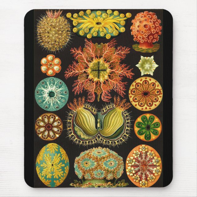 Ernst Haeckel - Ascidiae Musmatta (Framsidan)