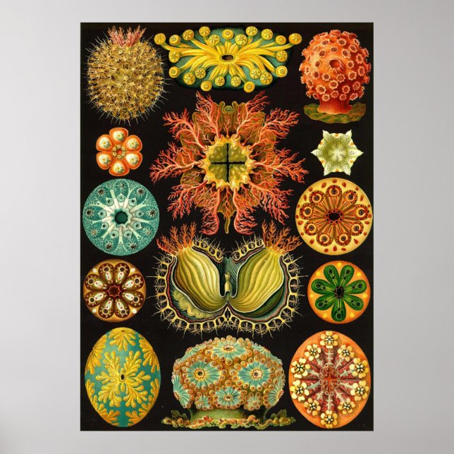 Ernst Haeckel - Ascidiae Poster (Framsidan)