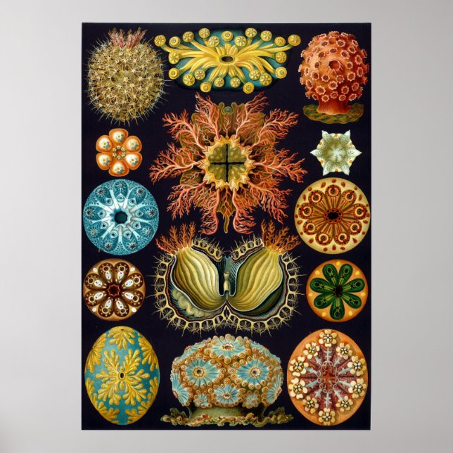 Ernst Haeckel Ascidiae Poster (Framsidan)