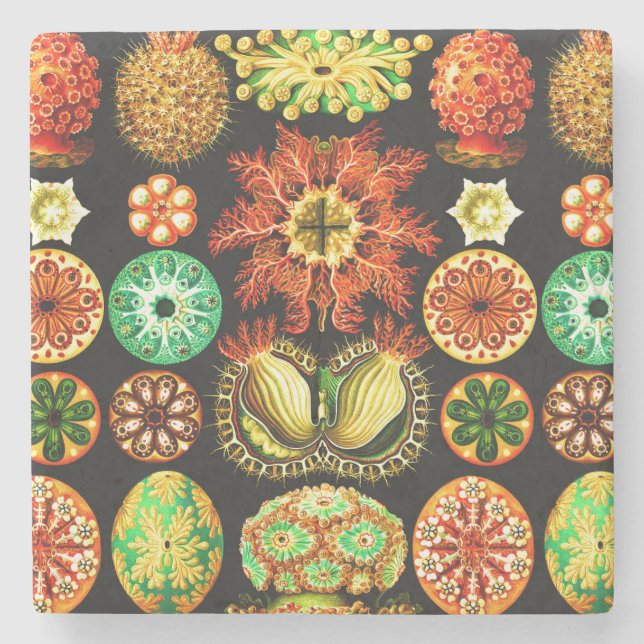 Ernst Haeckel Ascidiae Underlägg Sten (Framsidan)