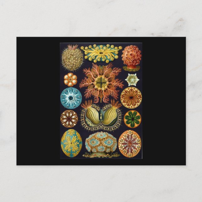 Ernst Haeckel Ascidiae Vykort (Framsida)