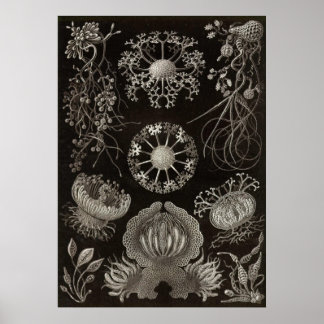 Ernst Haeckel - Ascomycetes Poster