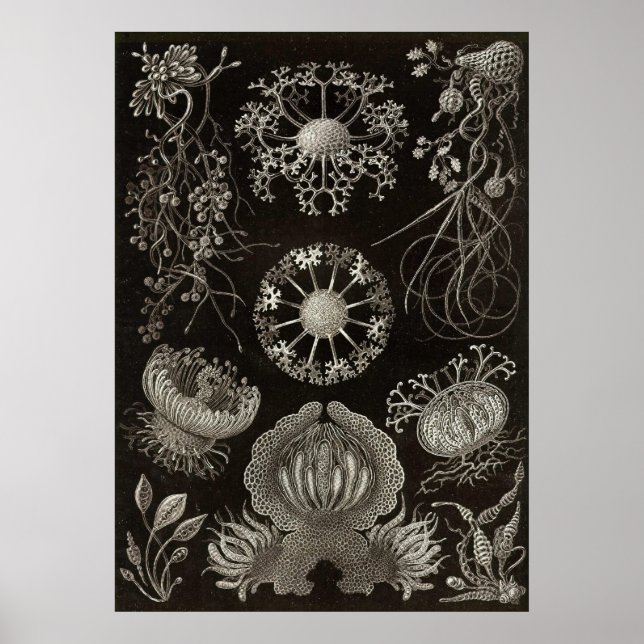 Ernst Haeckel - Ascomycetes Poster (Framsidan)