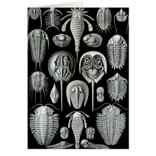 Ernst Haeckel - Aspidonia Hälsningskort