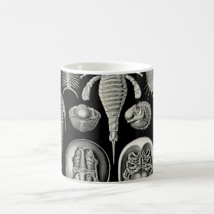 Ernst Haeckel Aspidonia Kaffemugg