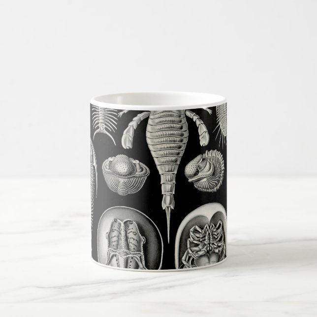 Ernst Haeckel Aspidonia Kaffemugg (Center)