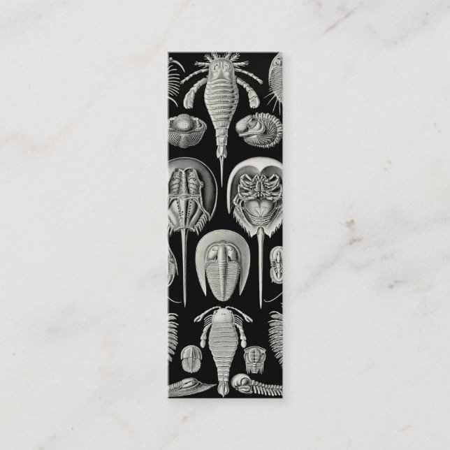 Ernst Haeckel Aspidonia Mini Visitkort (Framsida)