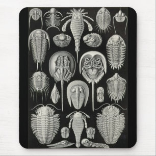 Ernst Haeckel - Aspidonia Musmatta