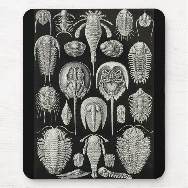 Ernst Haeckel - Aspidonia Musmatta (Framsidan)