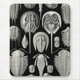 Ernst Haeckel Aspidonia Musmatta