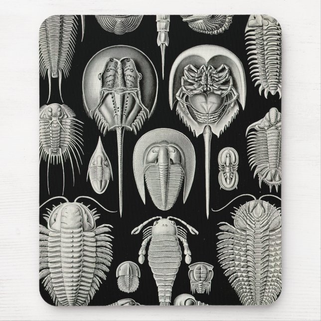Ernst Haeckel Aspidonia Musmatta (Framsidan)