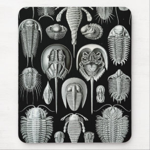 Ernst Haeckel - Aspidonia Musmatta