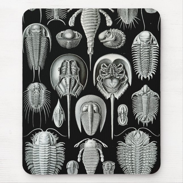 Ernst Haeckel - Aspidonia Musmatta (Framsidan)