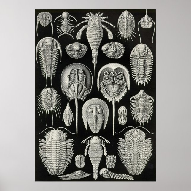 Ernst Haeckel - Aspidonia Poster (Framsidan)