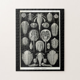 Ernst Haeckel Aspidonia Pussel