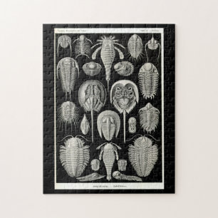 Ernst Haeckel Aspidonia Pussel