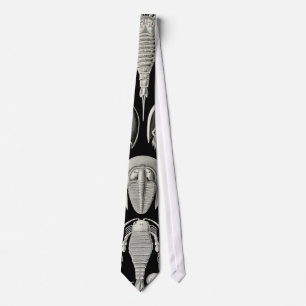 Ernst Haeckel Aspidonia Slips