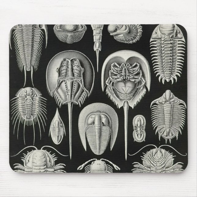 Ernst Haeckel - Aspidonia specificerar Musmatta (Framsidan)