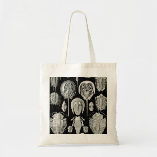 Ernst Haeckel Aspidonia Tygkasse