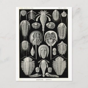 Ernst Haeckel Aspidonia Vykort