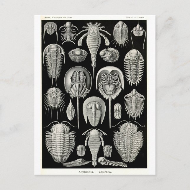 Ernst Haeckel Aspidonia Vykort (Framsida)