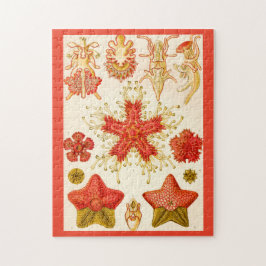 Ernst Haeckel Asteridea Pussel