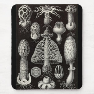 Ernst Haeckel - Basimycetes champinjoner Musmatta
