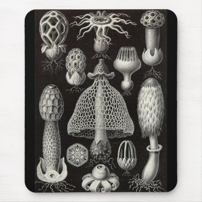 Ernst Haeckel - Basimycetes champinjoner Musmatta (Framsidan)