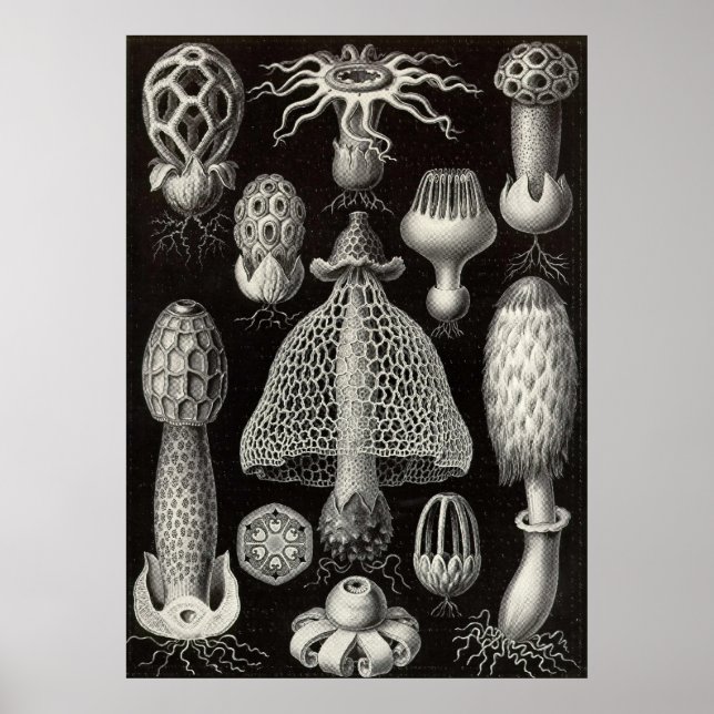 Ernst Haeckel - Basimycetes Mushroom Poster (Framsidan)