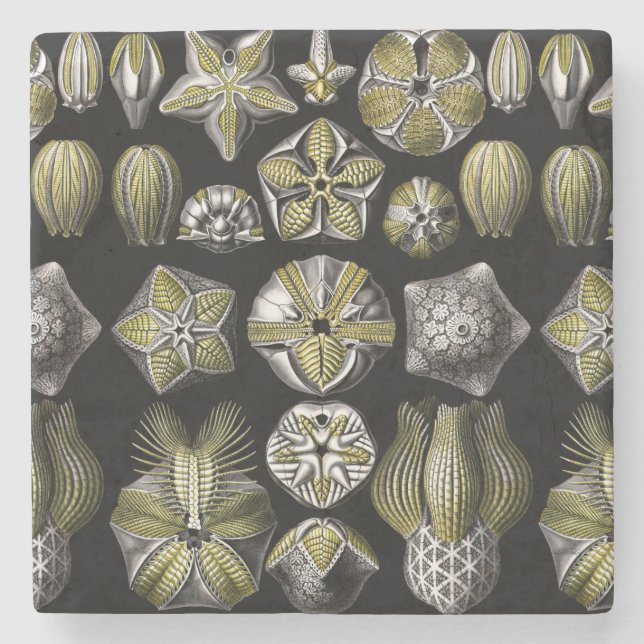 Ernst Haeckel Blastoidea Stenunderlägg (Framsidan)