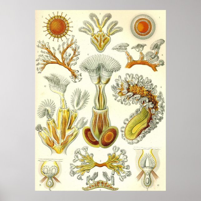 Ernst Haeckel - Bryozoa Poster (Framsidan)