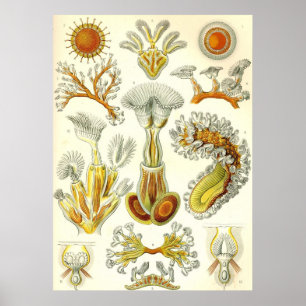 Ernst Haeckel - Bryozoaaffisch Poster